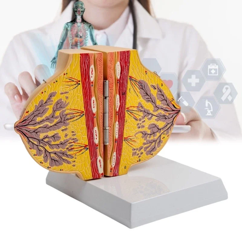 Female Stationary Stage Breast Model Beauty Gynecological Anatomy Model Medical Teaching Tools