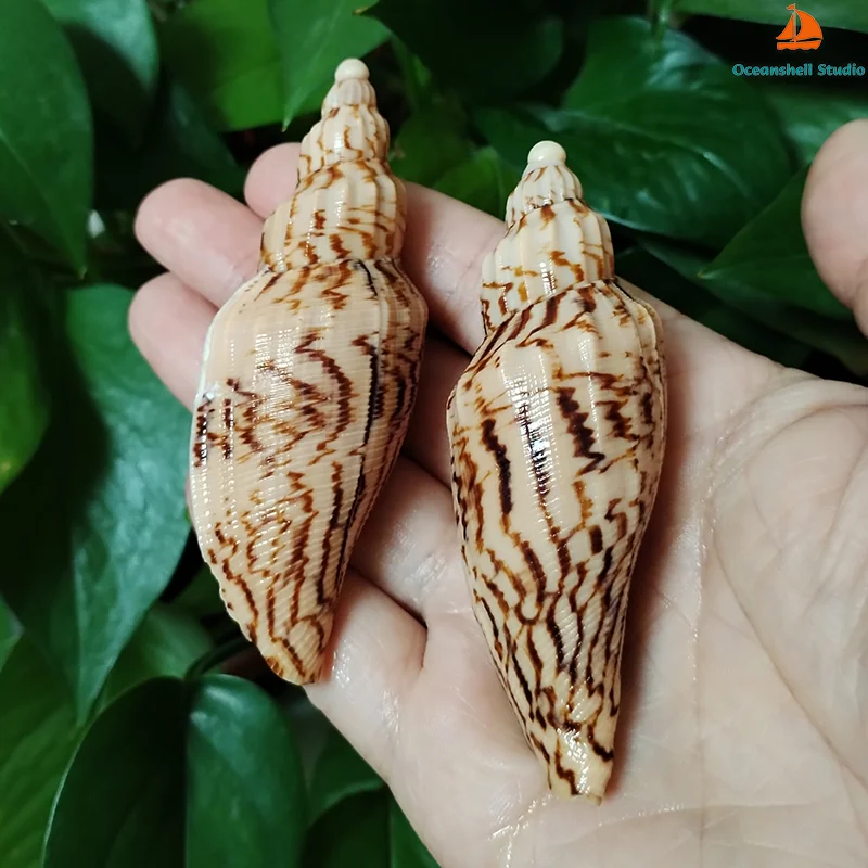 8-10CM Natural Volute Shell Fulgoraria Hamillei Seashells For Home Wedding Furnishing Pieces Gift Fish Tank Decoration Specimens