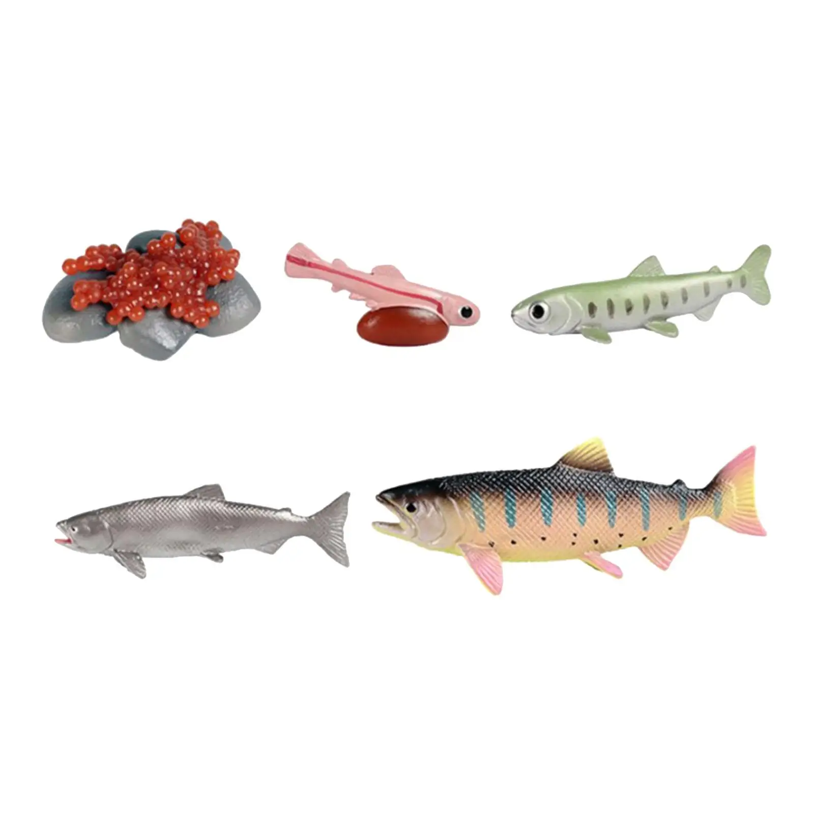 Life Cycle of Salmon Toys Fish Life Growth Cycle Figure Birthday Gifts Party