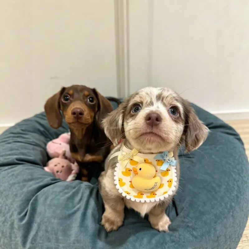 Babero ajustable de algodón para perros salchicha y gatos - imagen 4