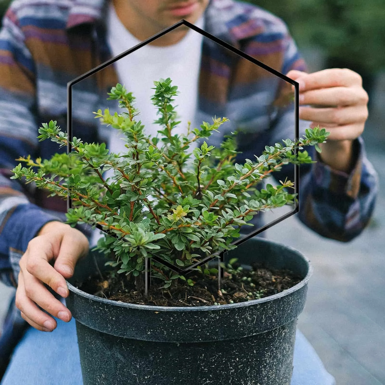 植木鉢用の金属製植物サポート,屋内菜園サポート,装飾された登山サポート