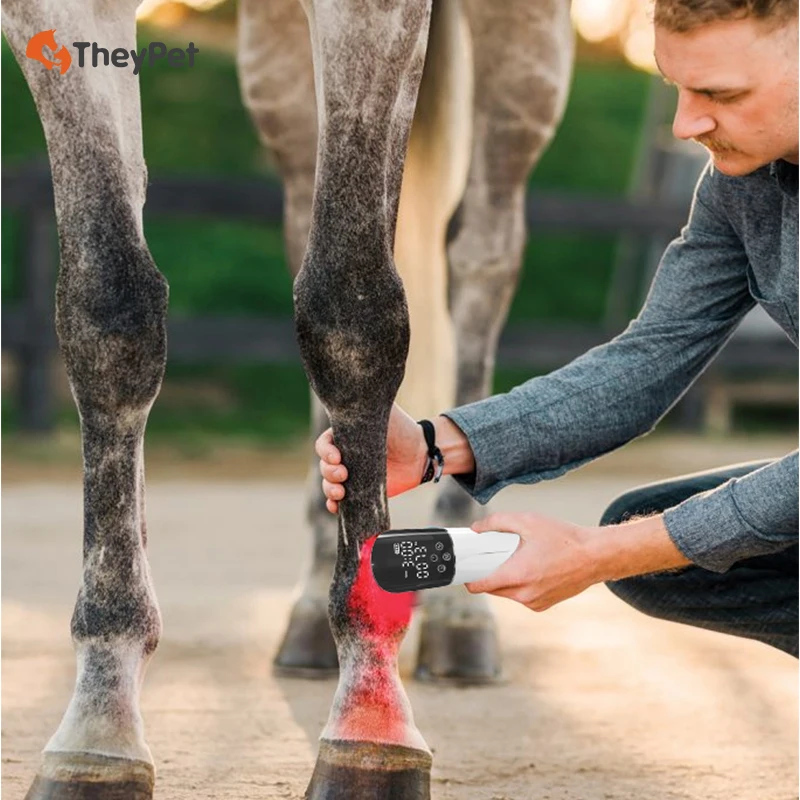 

High Power 660nm Red Light Therapy Equine Hocks Arthritis Recovery 850nm Near Infrared Therapy Device