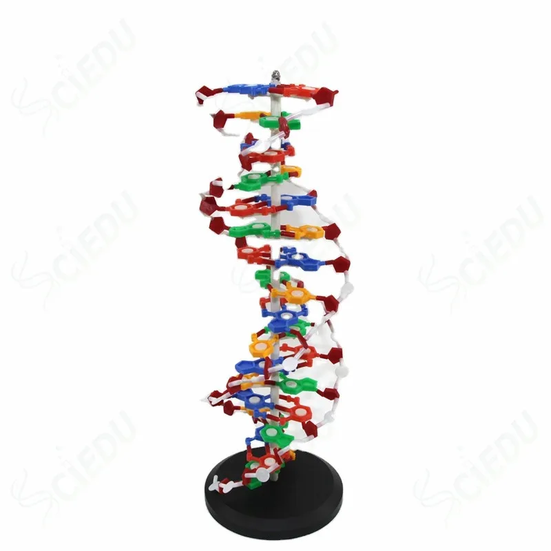 

DNA Model Biology Education Anatomical Plastic DNA Structure Model