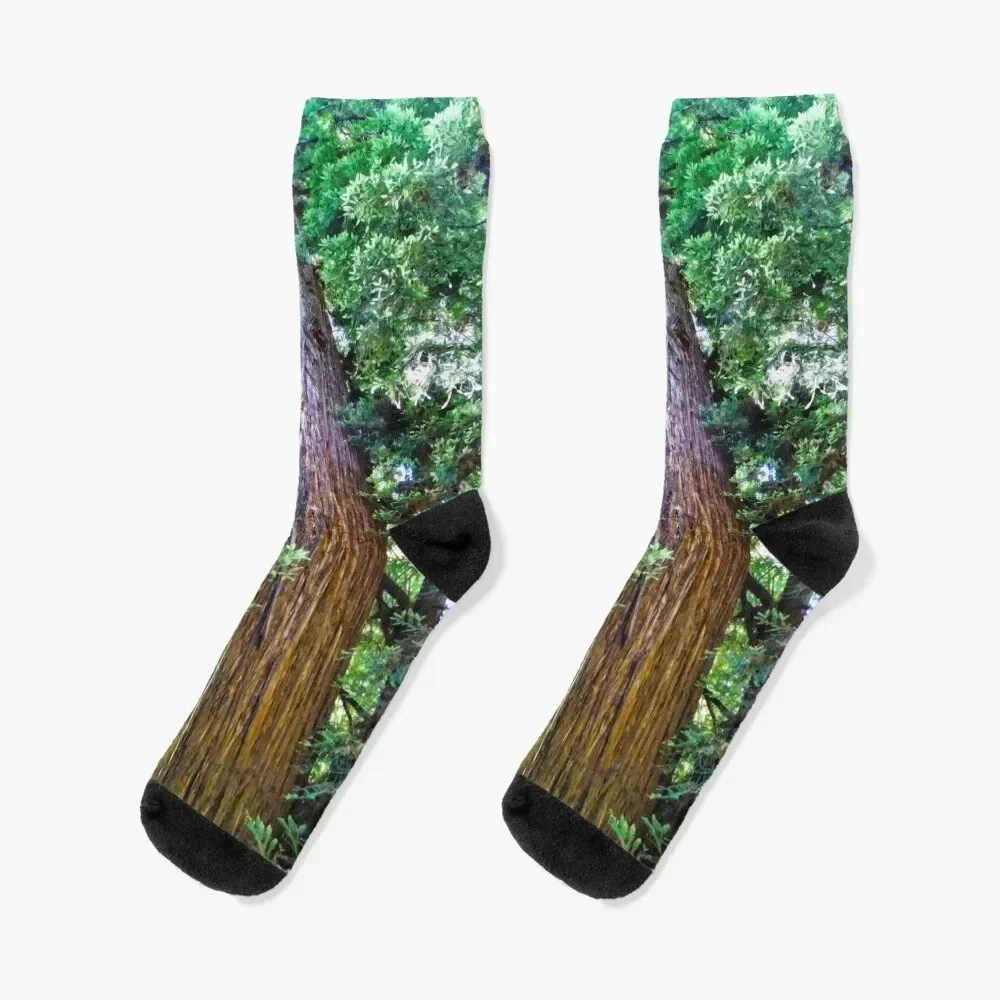 California Redwood Tree Socks Wholesale New year's funny sock warm winter Girl'S Socks Men's