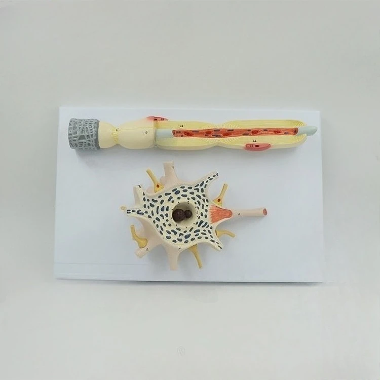 Magnified anatomical model of human autonomic nerve cell body and nerve fiber structure