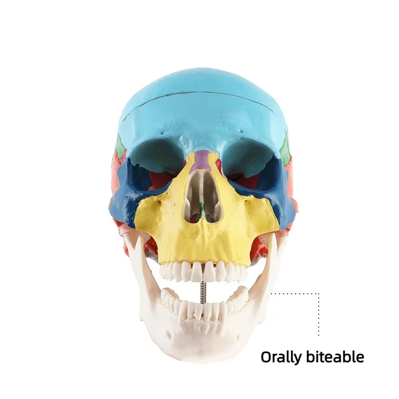 Dental Skull Model - Real Size, Detachable 3D, With Muscle, Dentistry/Medicine Anatomy