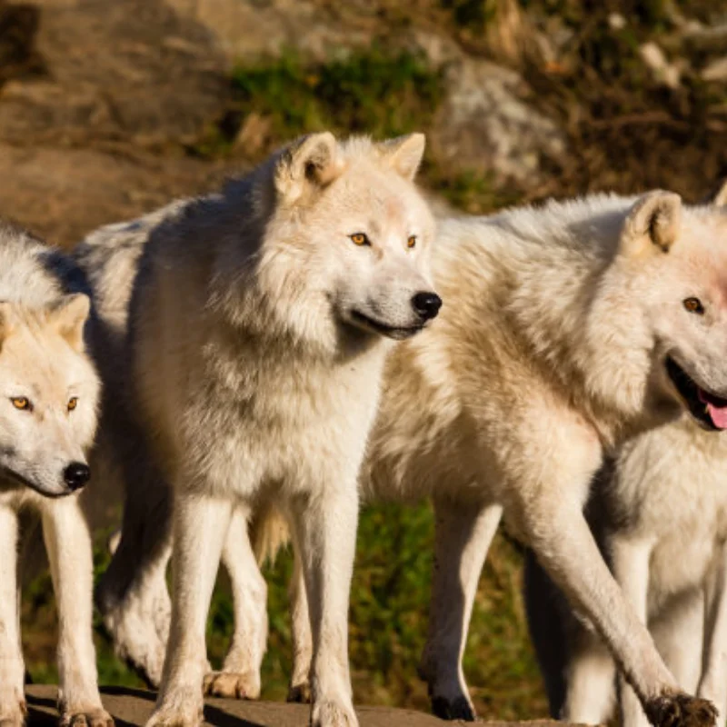 

Aluminium Front Rear Shocks Damper Kit for Tamiya DT-02 DF-02 TT-02B 1/10 RC Buggy Car Chassis Upgrade Parts