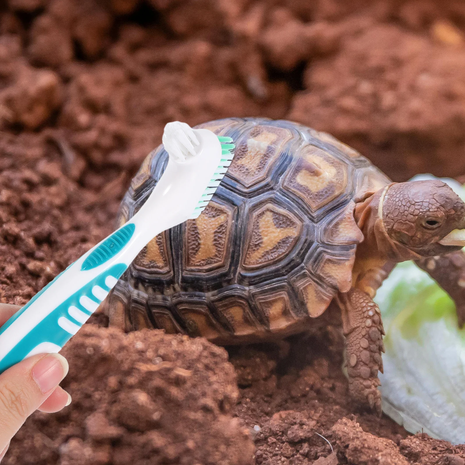 

2Pcs Cleaning Brush for Turtle Shell Double-Sided Plastic Tool Lightweight Portable Multi-Functional Mini Brush for Pet Care and