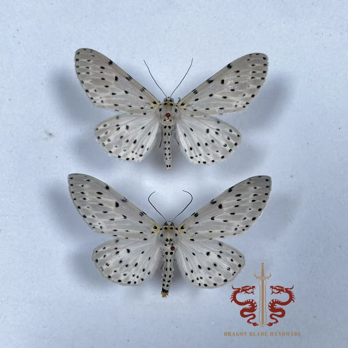 Moth specimen Percnia belluaria, 1pc wings spread A1/A- high quality, Decorative Display Collection Gifts view 2