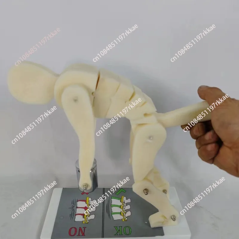 Fo Human body bending weightlifting spinal force  model correct posture