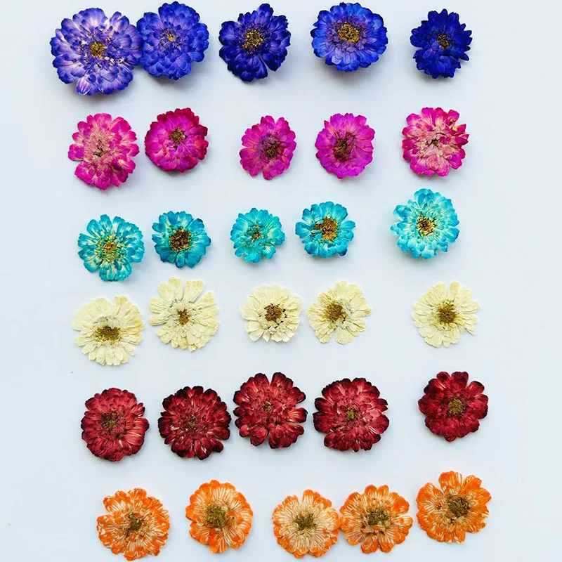 Double-Petaled Chamomile Dried Flower Pressed Daisy DIY Materials Resin Filling Decoration Plant Specimen Nail Art Dried Flowers 100Pcs