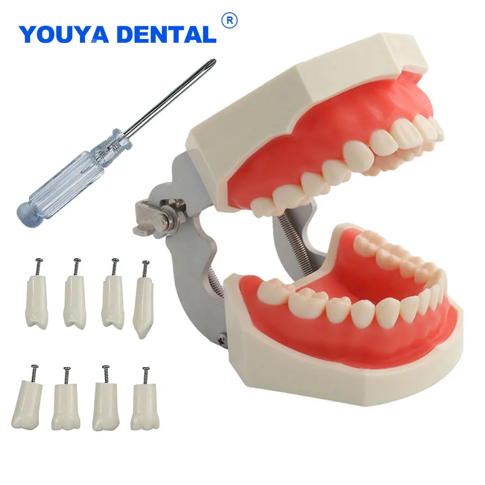 Dental Teaching Model With Removable Typodont Teeth For Dentist Study Teaching Practice Demonstration Dentistry Gift Gum teeth