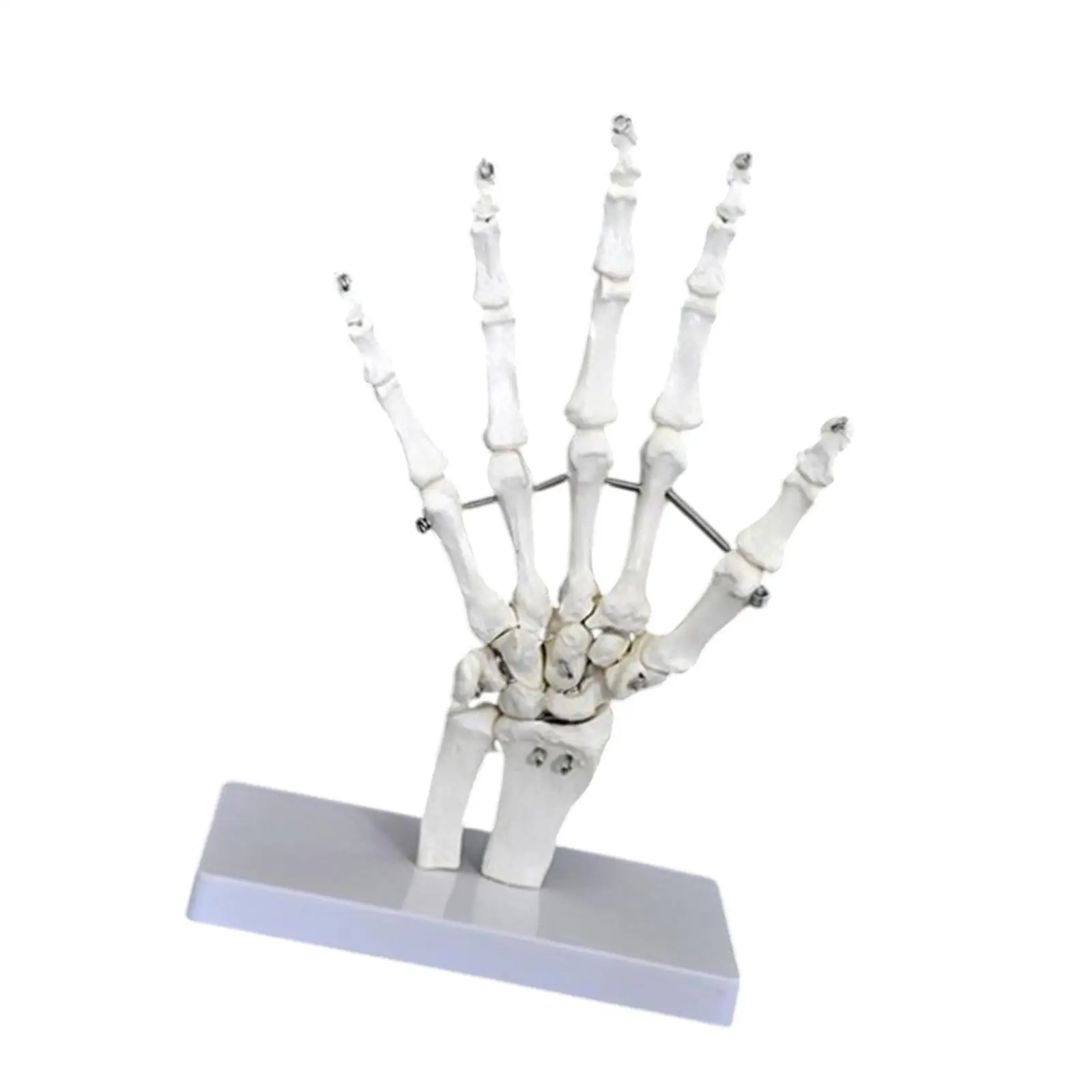 

Human Joint Model,Skeleton Model Medical Training,Teaching Aid,Education,Scientific Realistic for Science Study Display