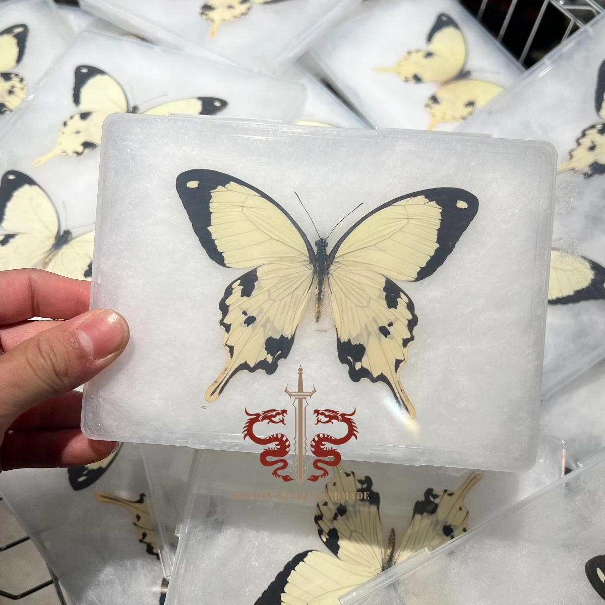 Butterfly specimen Papilio dardanus, 1pc wings spread A1/A- high quality, Decorative Display Collection Gifts