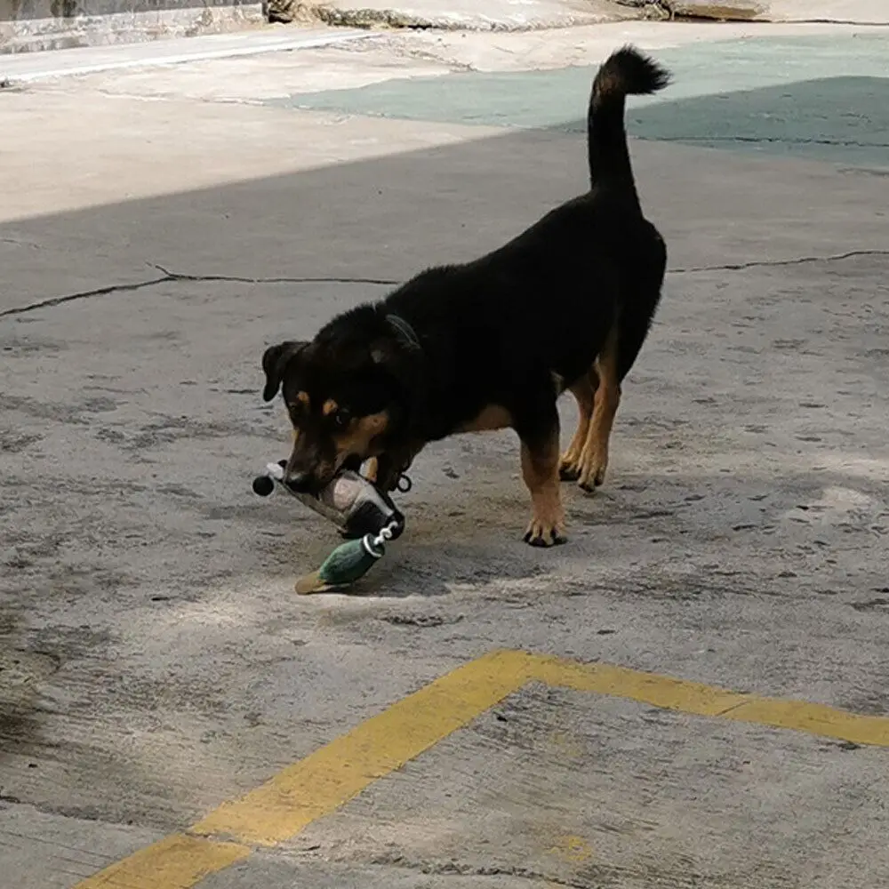 Thumbnail 2 - #29 Dog Fetch Toys Price Drop Alerts