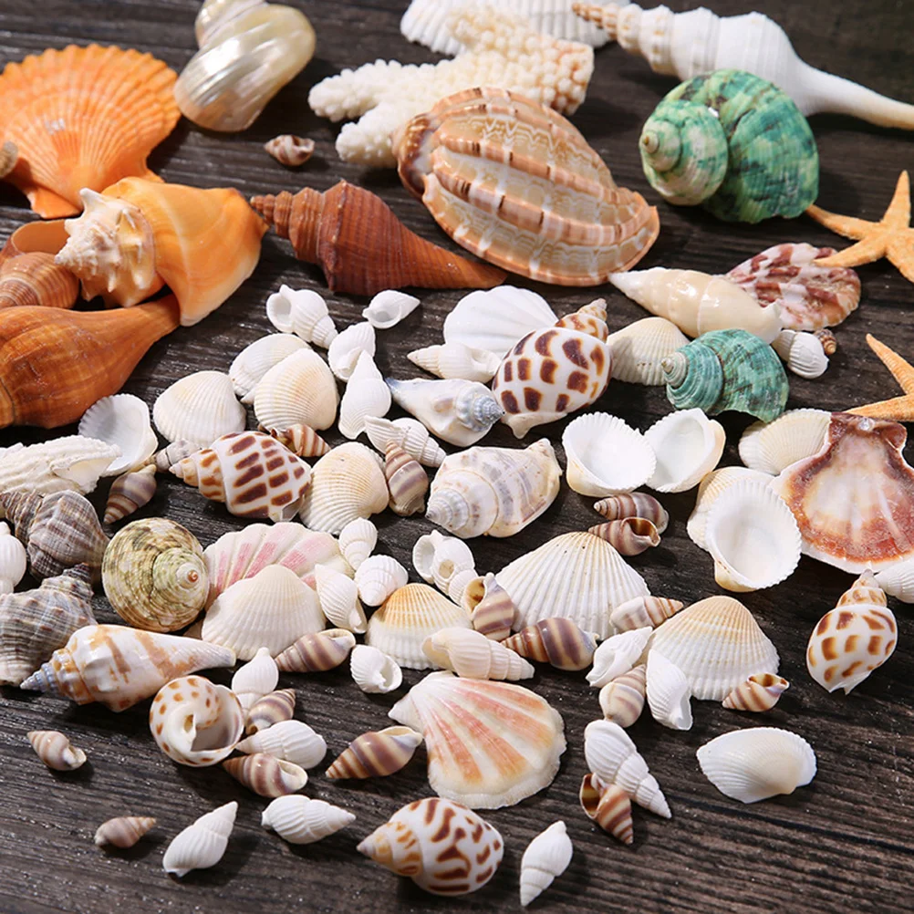 

Decor Seashell Aquariums Shells Ocean Seashells DIY Beach for Decoration Charms