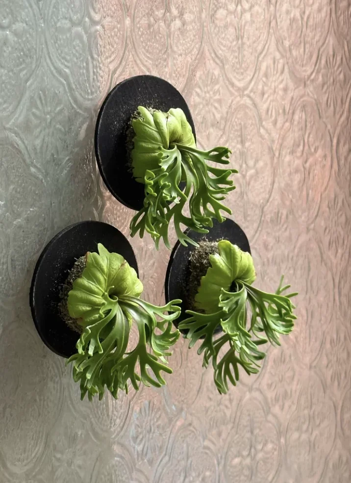 1:6 Miniature Plant Set, Handmade Realistic Fern Maple Caladium Potted,Exclusive Custom Sizes BJD Dollhouse Garden Bjd Decor Art