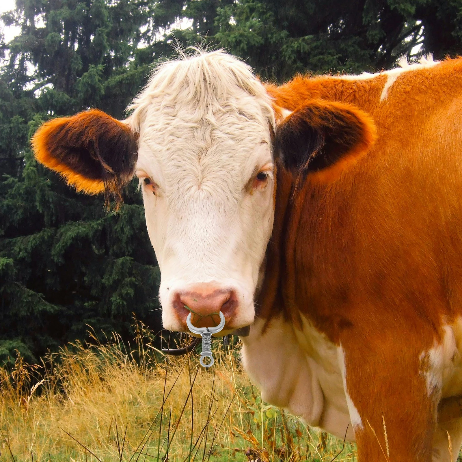 Рисунок 3 - Кольцо в носу быка