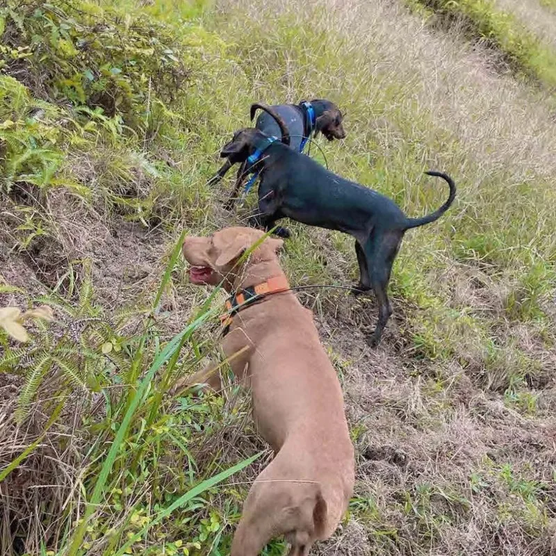 2026 Waterproof Dog GPS Tracker Collar with Training for Hunting, No SIM Card Needed for Pet Supplies