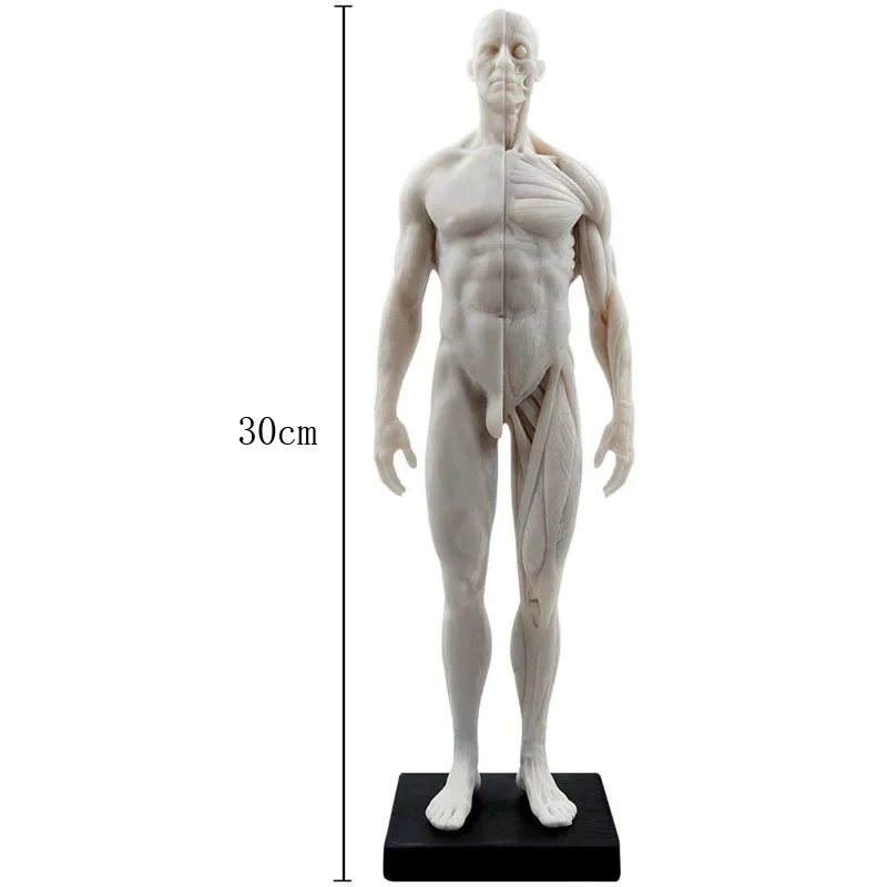 30cm Female male Anatomy Figure Anatomical Model Anatomy Skull Bone Medical Artist Drawing Manikin Articulated Mannequin