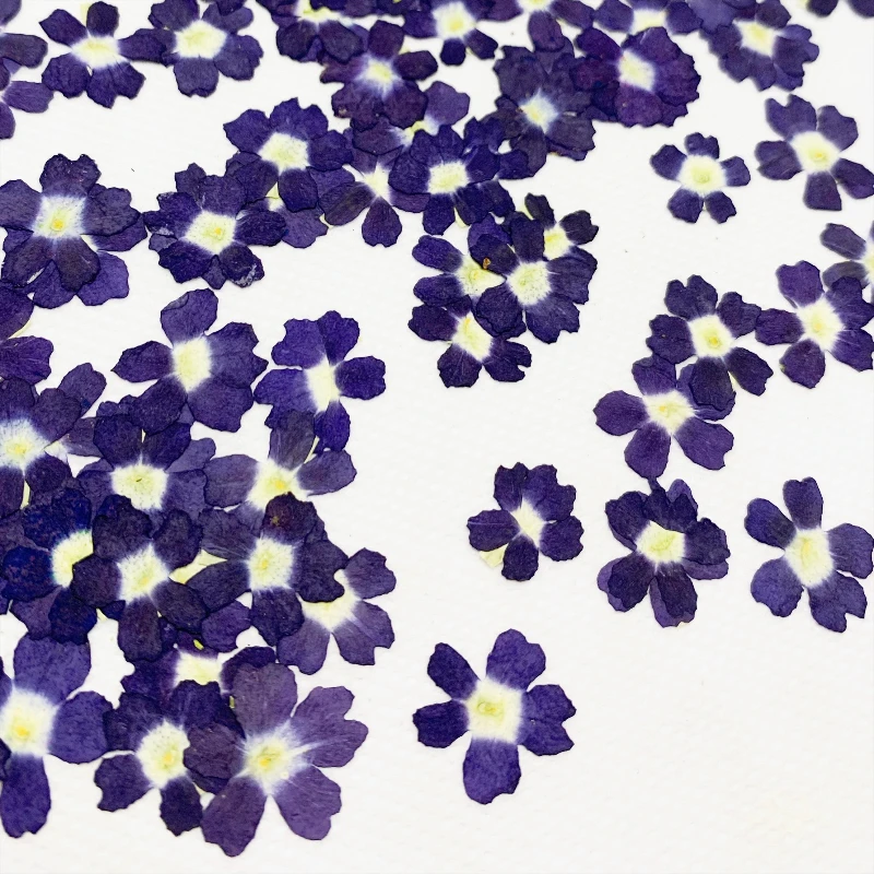 24 قطعة ، Verbena الزهور الجافة لتقوم بها بنفسك الراتنج جراب هاتف إطار صور النبات مسمار الفن ومستلزمات ماكياج الحرفية ، مجموعة أدوات الزهور المضغوطة