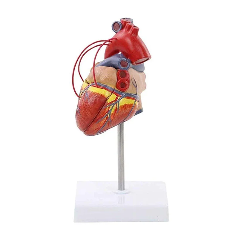 

Natural Large Human Heart Bypass Surgery Heart Anatomy Model 1:1 Scale Heart Model