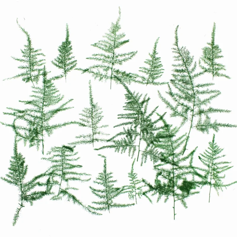 4-5 cm/12 piezas, hojas prensadas de helecho de espárragos naturales, planta real DIY marco de fotos goteo funda de teléfono marcapáginas de tarjeta de felicitación de Navidad
