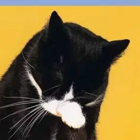 

Двойная длина волны 650 нм 808 нм Терапия красным светом для домашних животных - Холодное лазерное устройство для облегчения боли в суставах и пяточных шпорах