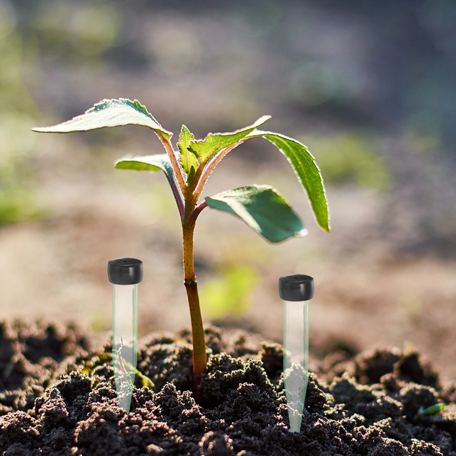 50Pcs Fresh Flower Tubes Clear Plastic Pointed Floral Vials Reusable Stem Water Tubes Bouquet Floral Arrangement Supplies