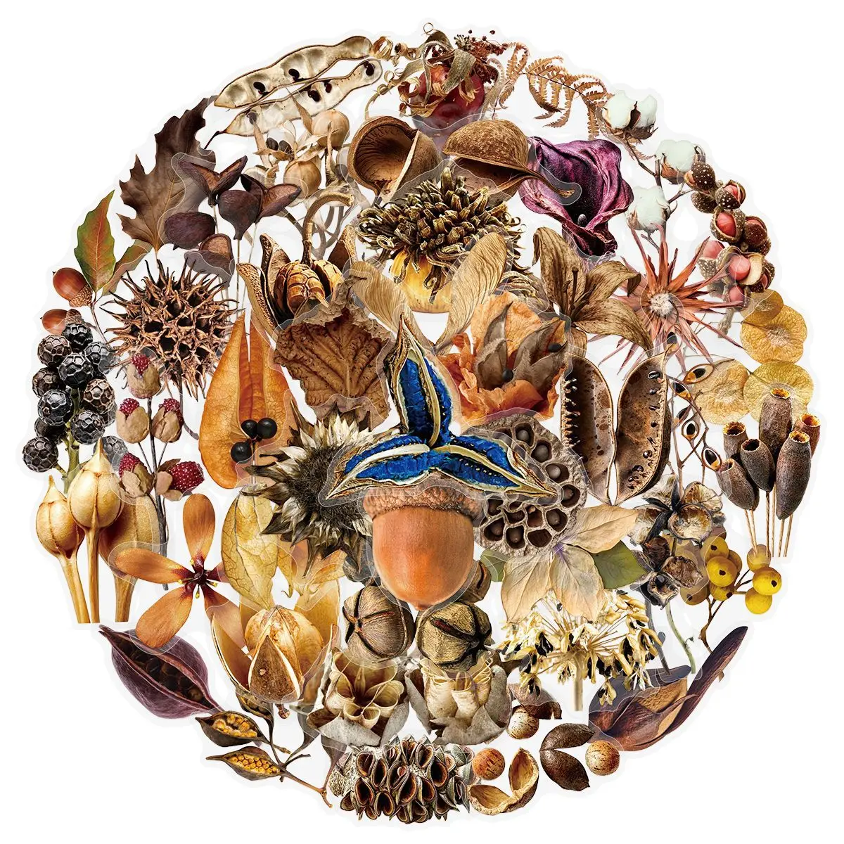 50-Pack Realistic Dried Fruit Plant Specimen Transparent PET Stickers Dry Flower Decals for Journals Guitar Stationery