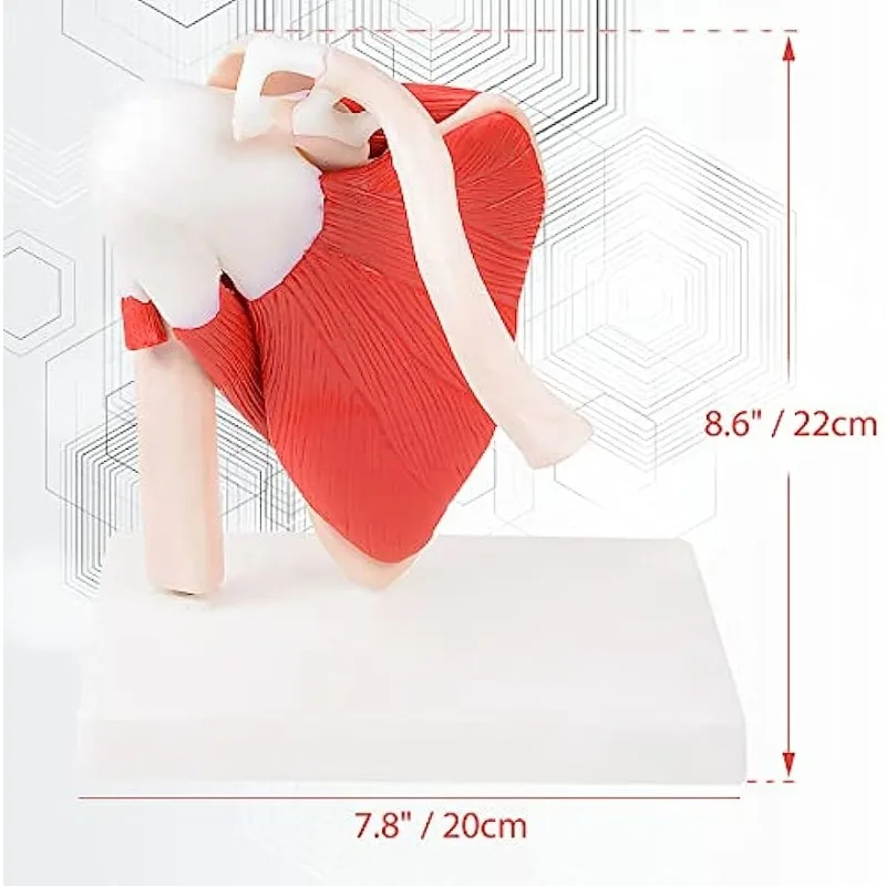 1:1 Human Skeleton Shoulder Scapula Clavicle Muscle Model Joint Functional Ligament Medical Teaching Aid