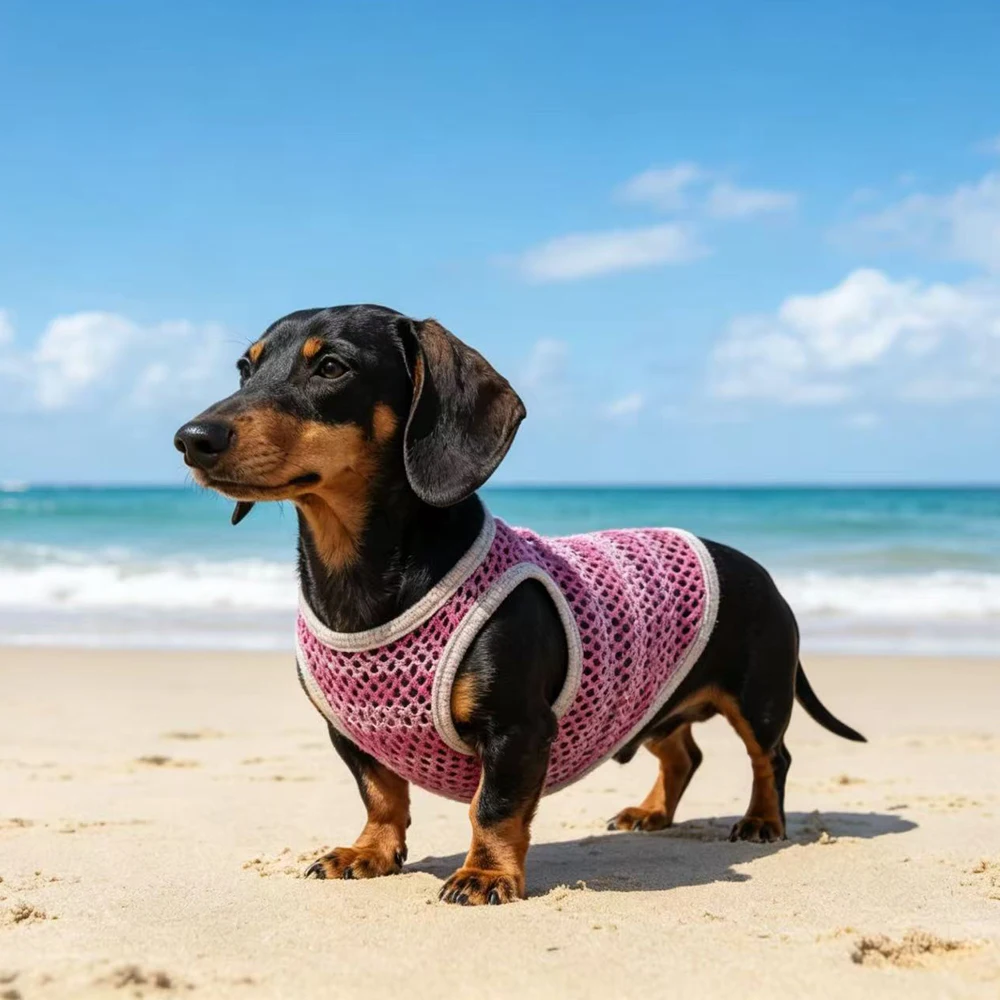Camiseta verano Dachshund – Malla transpirable azul y rosa