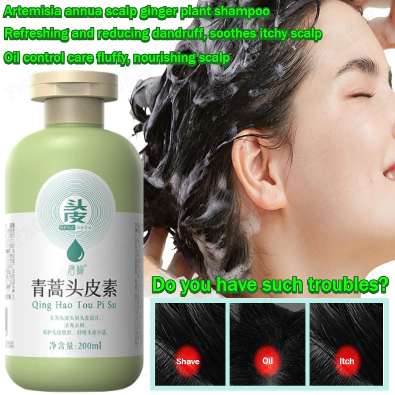 Artemisia annua cuero cabelludo refrescante y reductor de caspa control de aceite cuidado esponjoso jengibre champú a base de plantas calma la picazón del cuero cabelludo