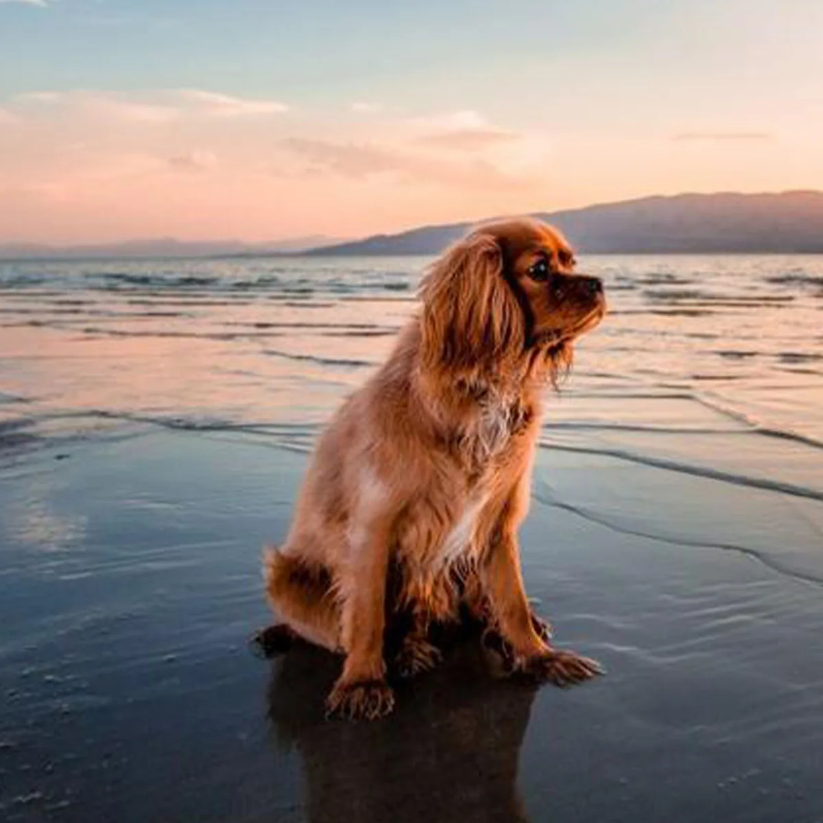 

1300ft Dog Training Collar with Remote for 10-120lbs Small Medium Large Dogs, IPX7 Waterproof E Collar Dog Anti Barking Training