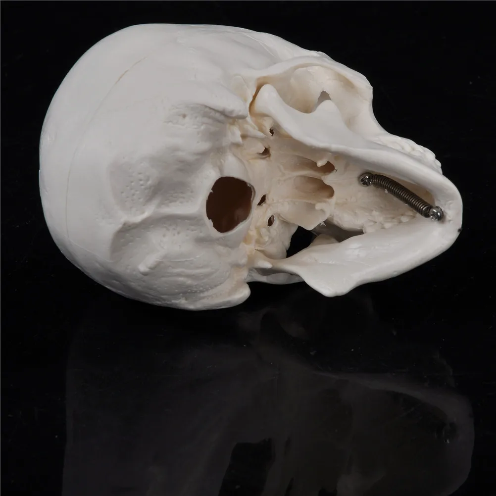 편리한 교육용 미니 해골 인체 해부학 해부학 헤드 의료 모델