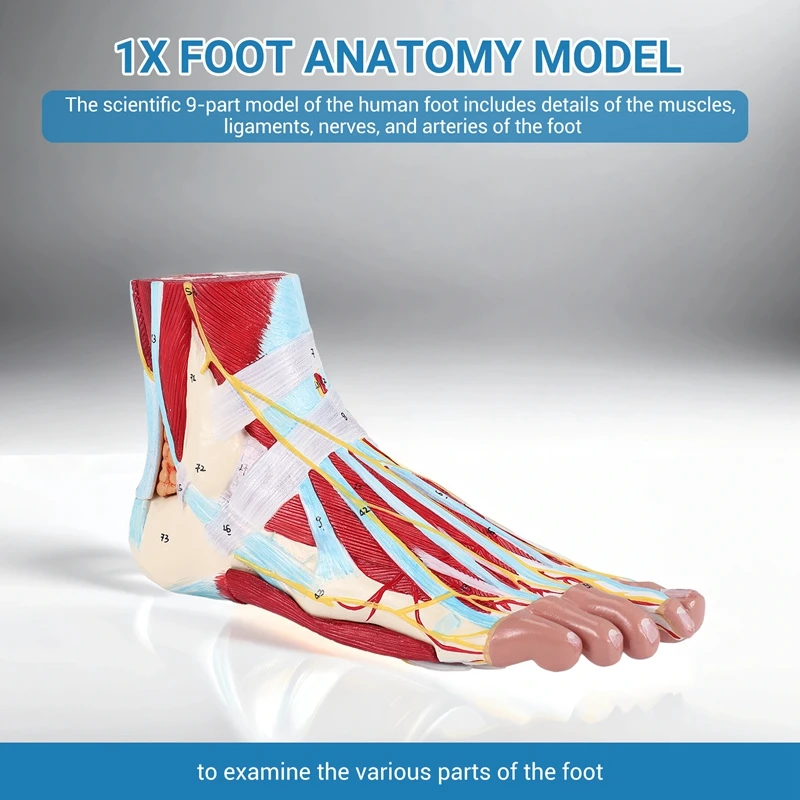 Foot Anatomy Model 9 Parts, Foot Joints, Including Bone, Muscles, Ligaments, Nerves And Blood Vessels Of The Human Foot