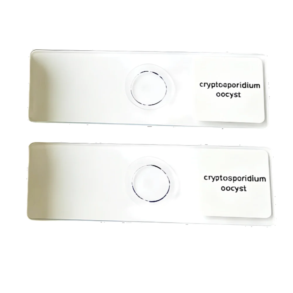 1 Piece Cryptosporidium Oocysts Microscope Prepared Slides Medical Parasitology Prepared Slides