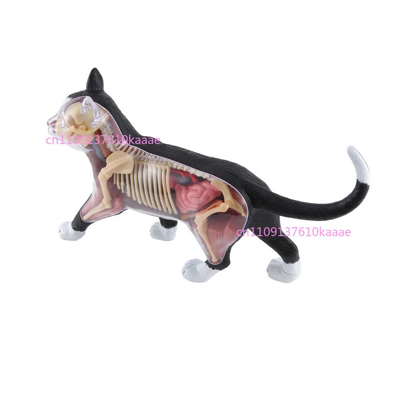 

Animal Organ Anatomy Model 4D Cat Intelligence Assembling Toy Teaching Anatomy Model DIY Popular Science Appliances