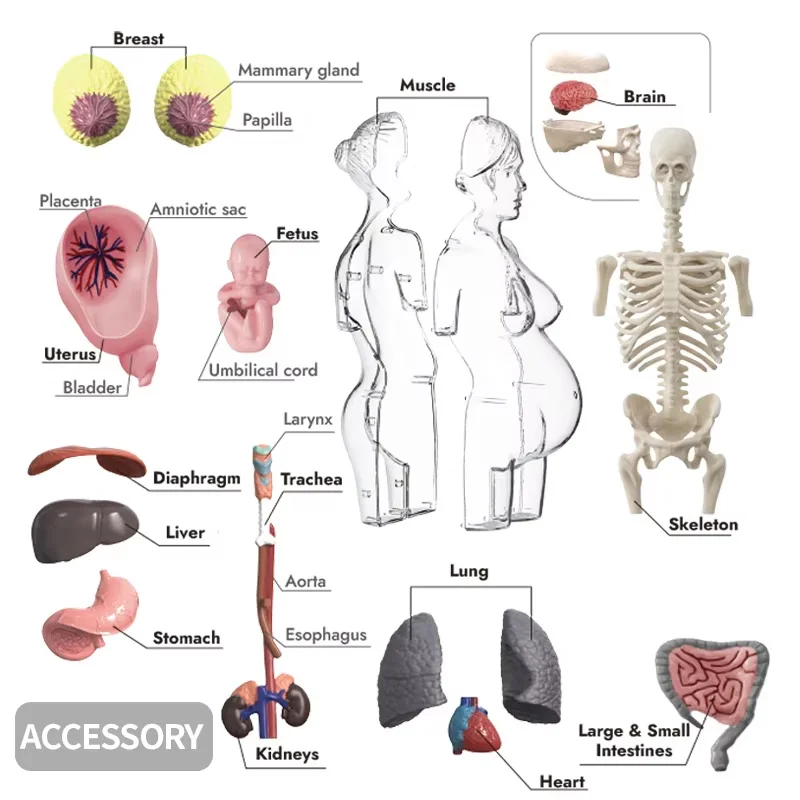4D Human Body Transparents Pregnancy Anatomy Torso Model Human Organs Assemble Toy Kids Science Educational Toy School Classroom