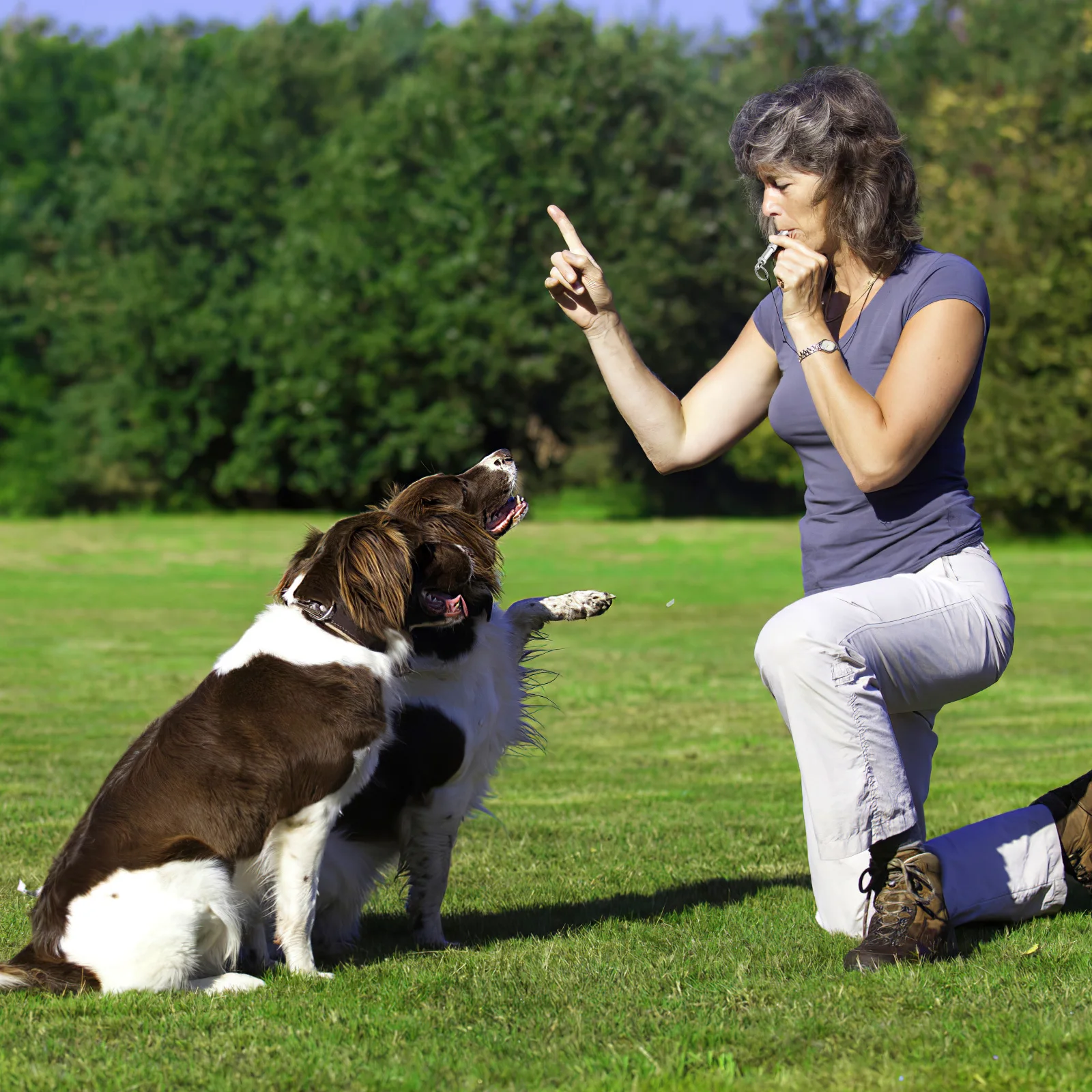 

Dog whistle Dog whistle training dog whistle dog trainer Dog trainer