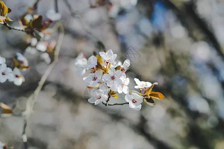 

Mark4 Mark 4 7inch 295mm Arm Thickness 5mm for Mark4 FPV Racing Drone Quadcopter Freestyle Frame Kit