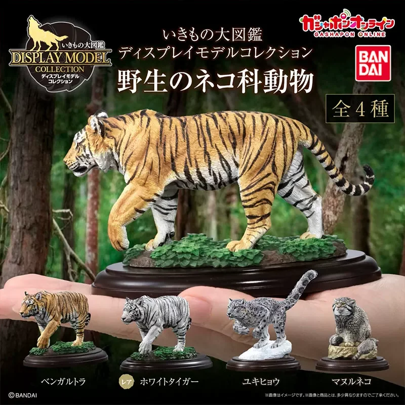

In Stock BANDAI Big Biological Map Of Wild Bengal Tiger Panthera uncia The Diversity of Life on Earth Model Gacha Toys