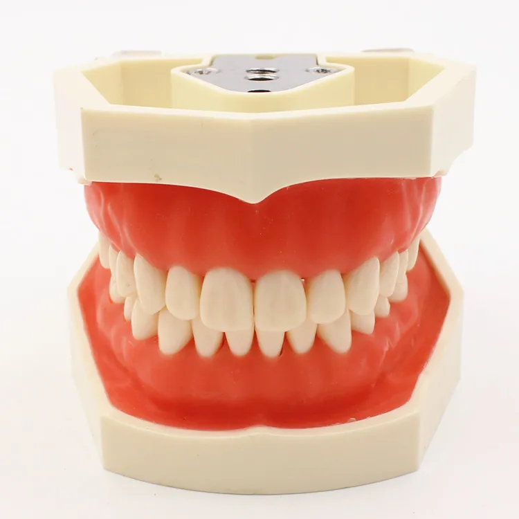 

Dental model Teeth model gum teeth Teaching Model Standard Dental Typodont Model Demonstration With Removable Tooth 200H