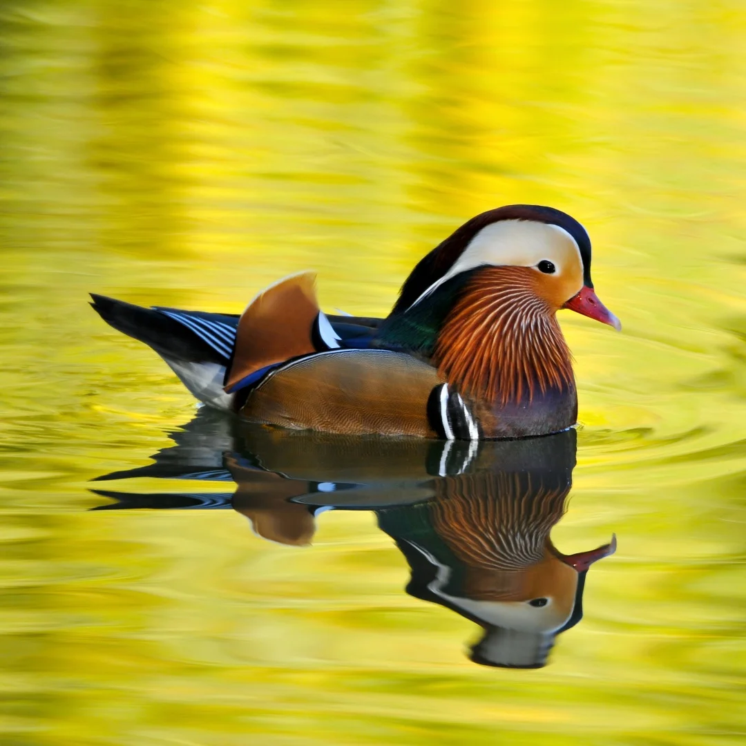 

AFJY 12.3 inch New Upgraded For Nissan GTR 2008-2015 Speedometer Car LCD Digital Cluster Dashboard Instrument Panel Linux System