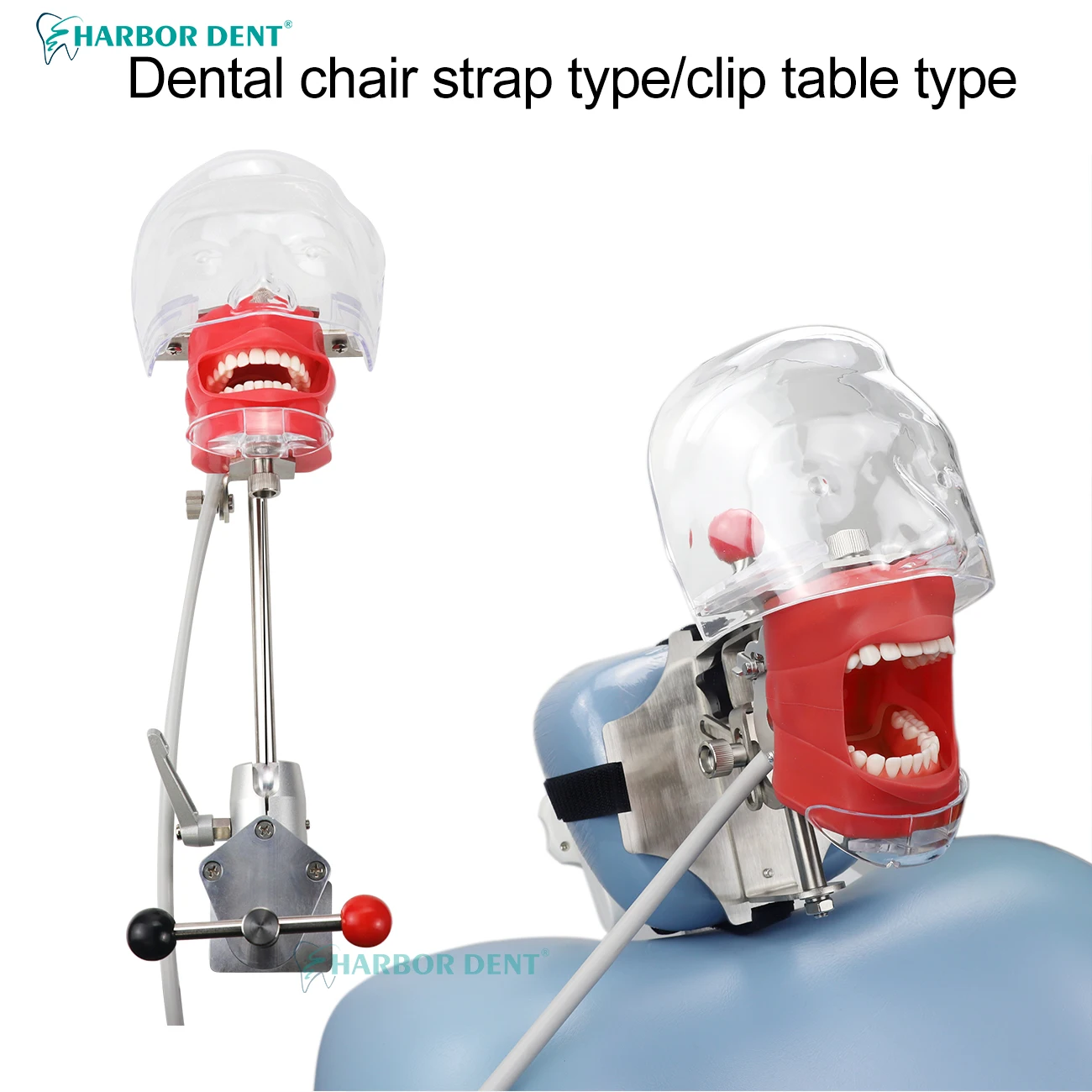 

Dental Simulation Head Model Clamp Table Style /Chair Strap Type for Dentist Teaching Practice Demonstration Dentistry Equipment