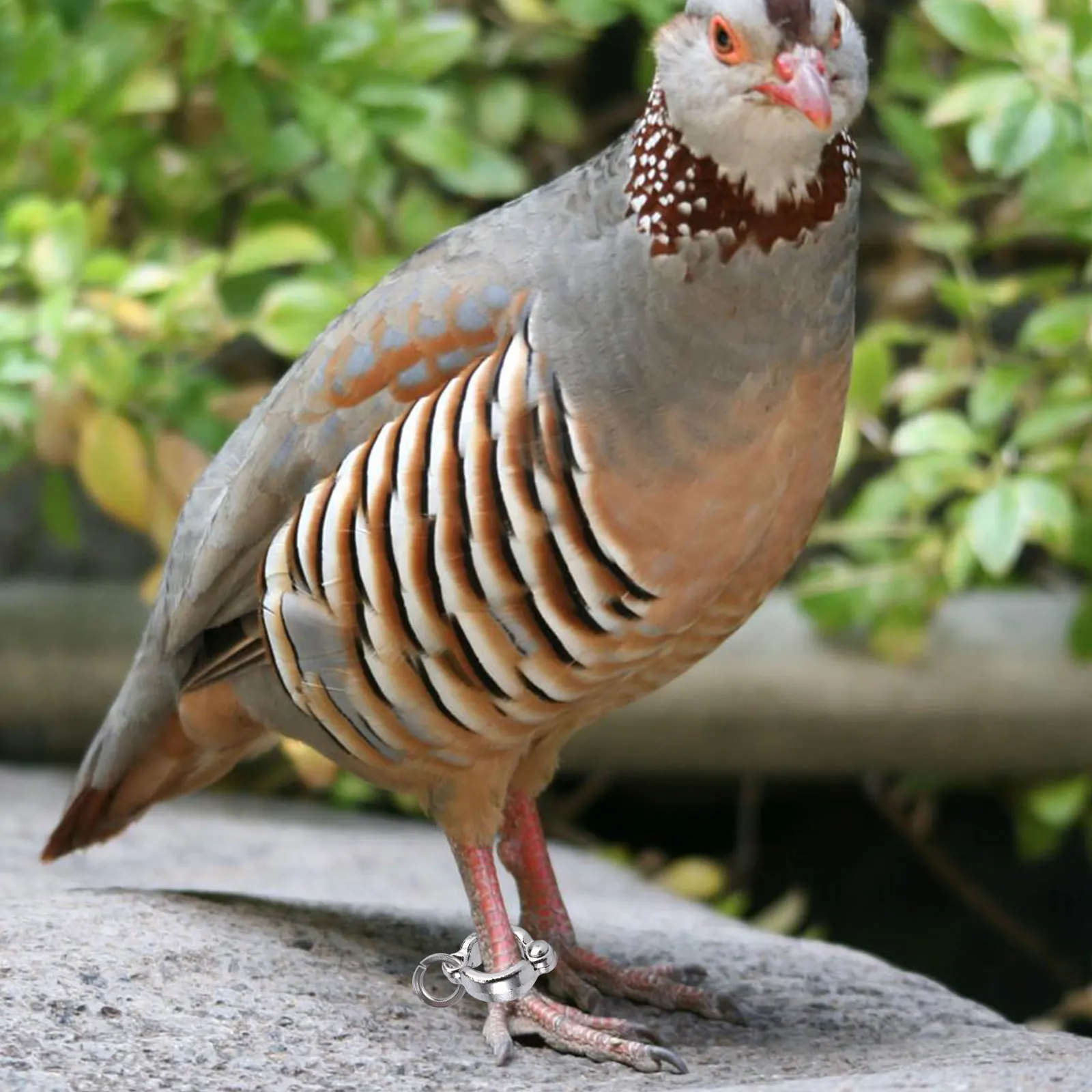 6 قطعة حلقات قدم الببغاء من الفولاذ المقاوم للصدأ متعددة الوظائف لتدريب الطيور حلقات سلسلة للقدم مقاومة للصدأ خفيفة الوزن للطيران في الهواء الطلق