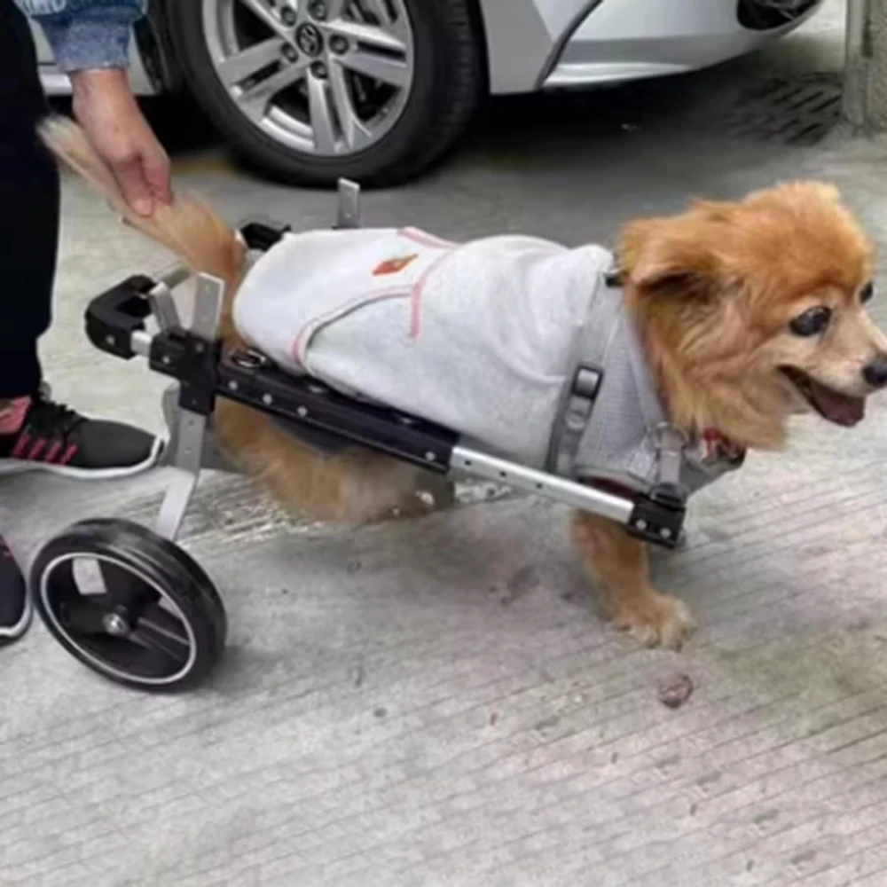 Imagem -06 - Cão e Gato Ajustável Hind Leg Wheelchair Deficiente Pet Walker com Apoio Perna Suporte para Quadril