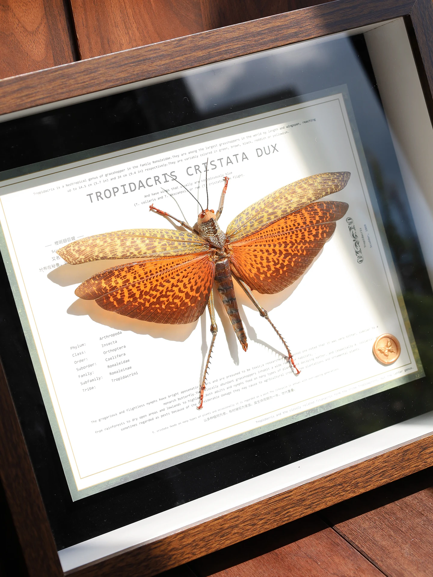 Orange Spotted Winged Great Locust Large Insect Specimen Artwork Display Piece Gift for Boyfriend Or Girlfriend Home Decor