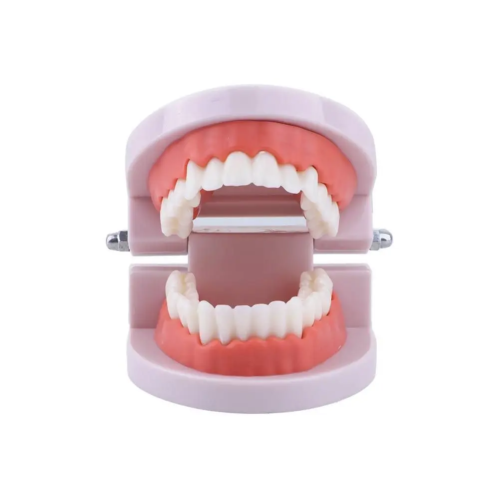 Pro White Dental Teaching Oral Education Typodont Demonstration Standard Teeth Model Teeth Model Denture Model Flesh Pink Gums
