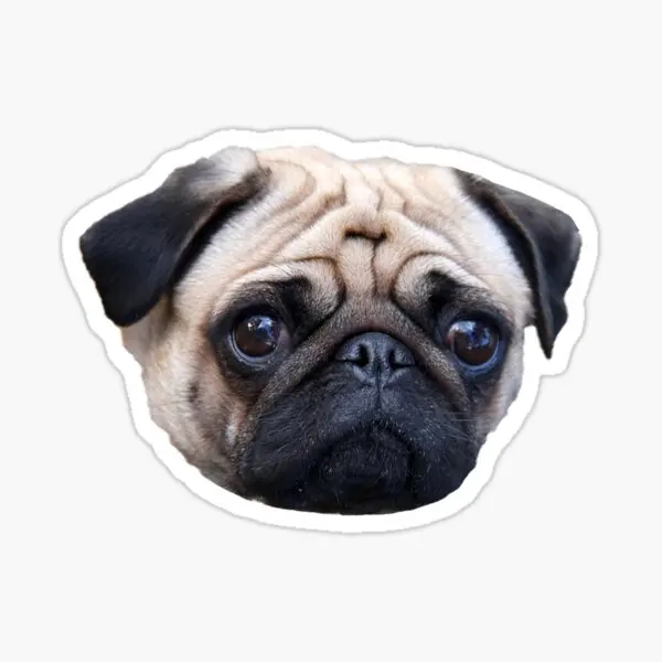 

Pug Irkı Type Dog Sticker Car Auto Bonding 17CM B2